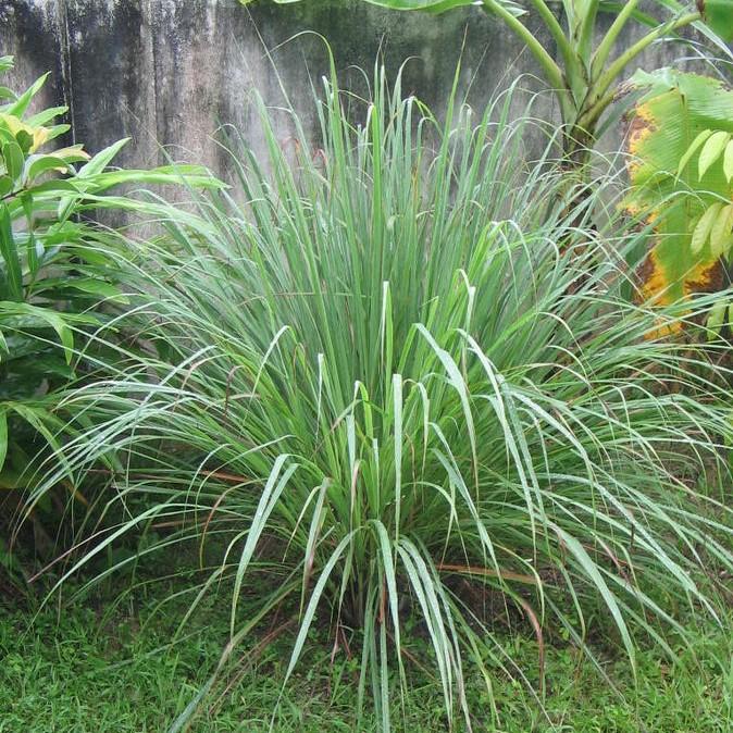 Cymbopogon citratus ~ Lemongrass