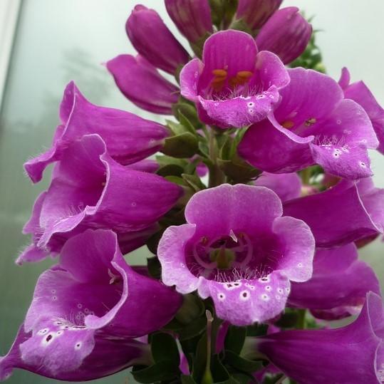 Digitalis purpurea 'Candy Mountain' ~ Candy Mountain Foxglove