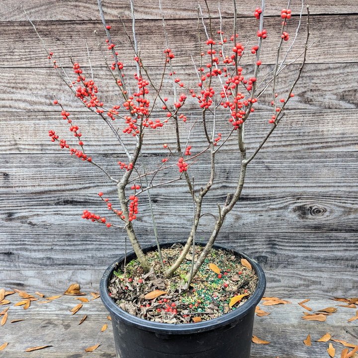 Ilex verticillata 'Winter Red' ~ Invierno rojo Winterberry