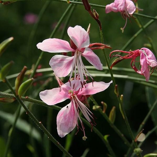 Gaura lindheimeri 'Siskiyou Pink' ~ Siskiyou Pink Gaura