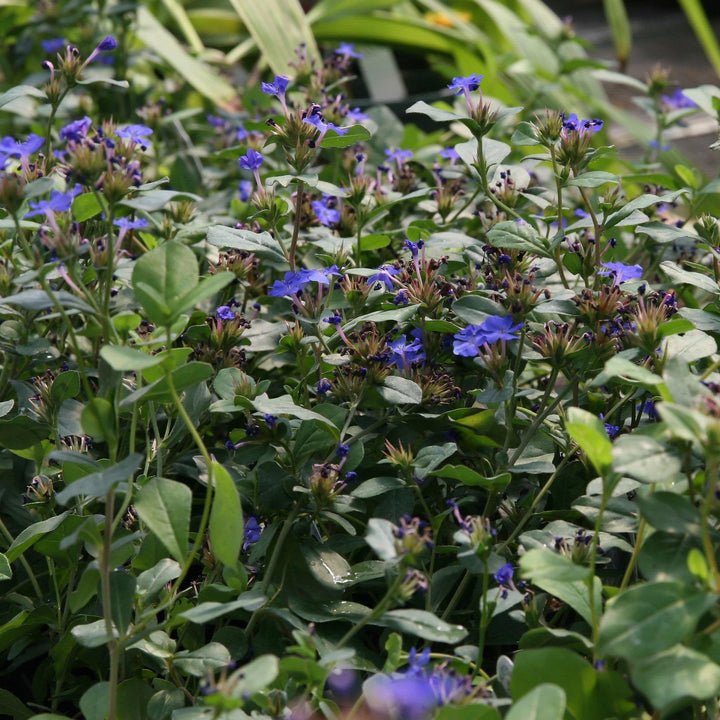 Ceratostigma plumbaginoides ~ Hardy Plumbago, Leadwort