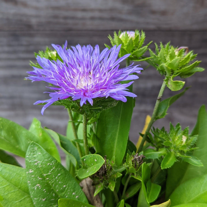 Stokesia laevis 'Peachie's Pick' ~ Peachie's Pick Stoke's Aster