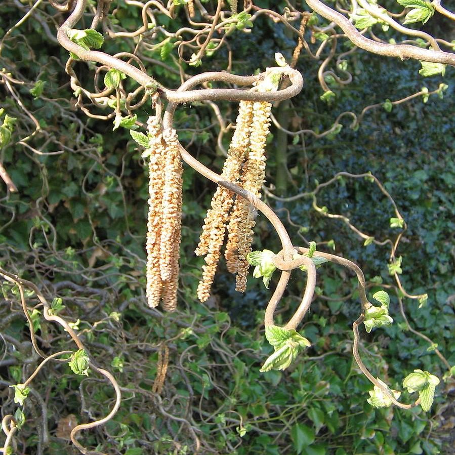 Corylus avellana 'Contorta' ~ Contorted Filbert, Harry Lauder’s Walking Stick