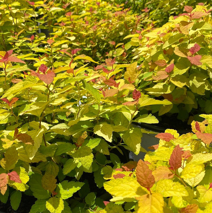 Spiraea japonica 'NCSX1' ~ Double Play® Candy Corn® Spirea