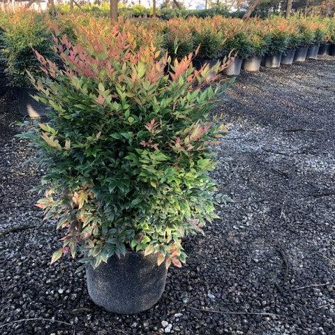 Nandina domestica 'Gulf Stream' ~ Bambú celestial de la Corriente del Golfo