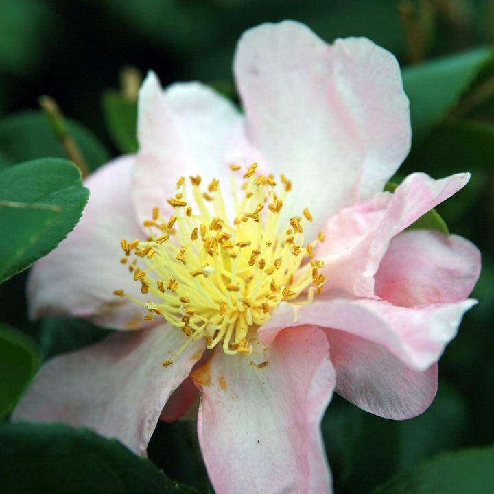 Camellia sasanqua 'Estrella de invierno' ~ Camelia estrella de invierno