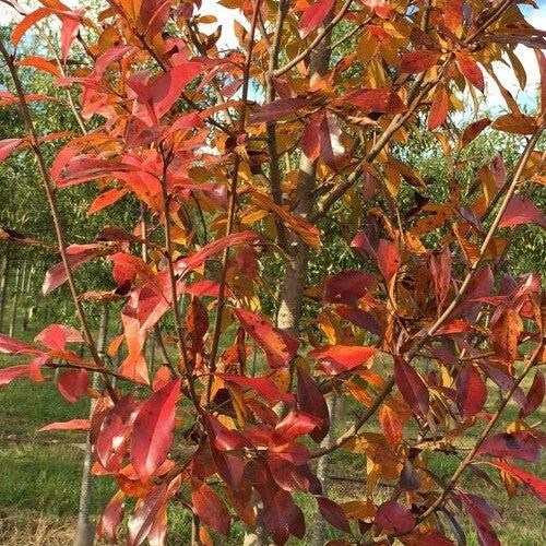Nyssa sylvatica 'NSMTF’ ~ Red Splyndor™ Black Gum