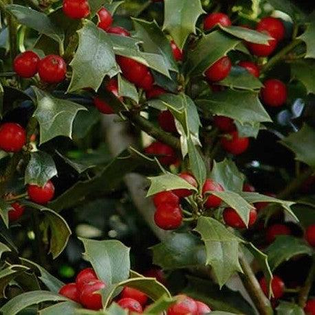 Ilex opaca x 'HL10-90' ~ Joya de Navidad® Holly