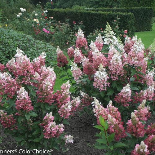 Hydrangea paniculata 'DVP PINKY' ~ Pinky Winky® Hydrangea