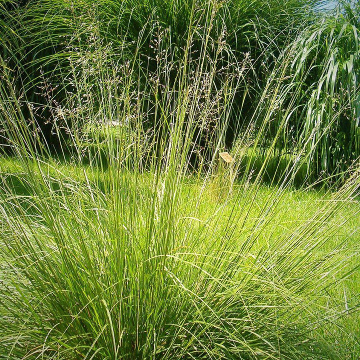 Sporobolus heterolepis ~ Prairie Dropseed