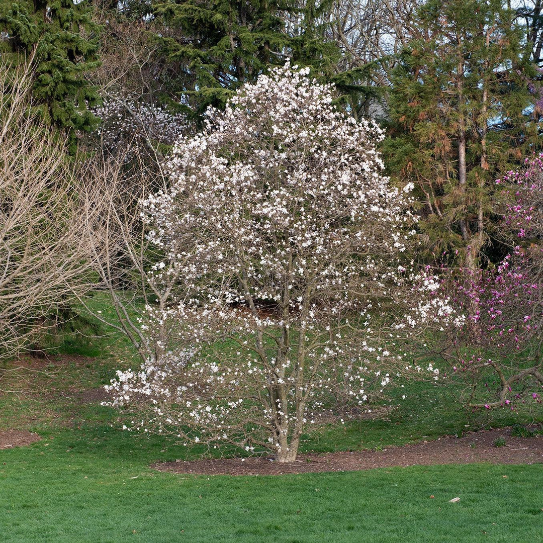 Magnolia stellata 'Centenario' ~ Magnolia Estrella Centenario