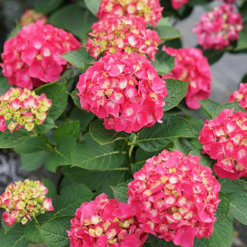 Hortensia macrophylla 'SMNHML' ~ Hortensia Wee Bit Giddy®