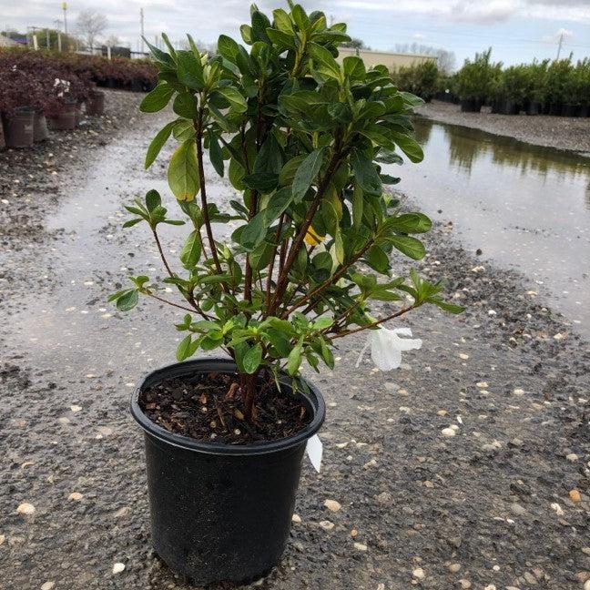 Rhododendron 'Delaware Valley White' ~ Delaware Valley White Azalea