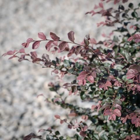 Loropetalum chinense 'Ruby' ~ Flor con flecos de rubí