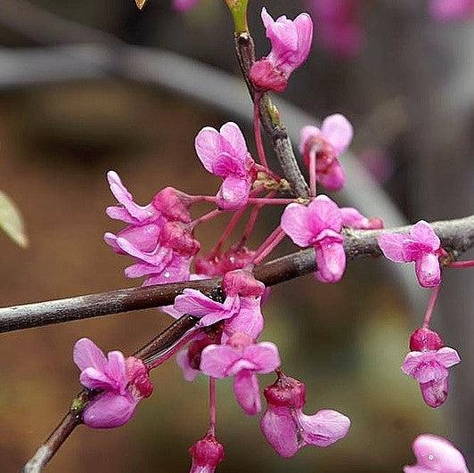 Cercis canadensis 'Covey' ~ Lavender Twist® Redbud