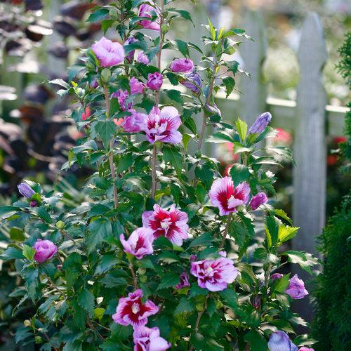 Hibiscus syriacus 'Gandini Santiago' ~ Purple Pillar® Rose of Sharon