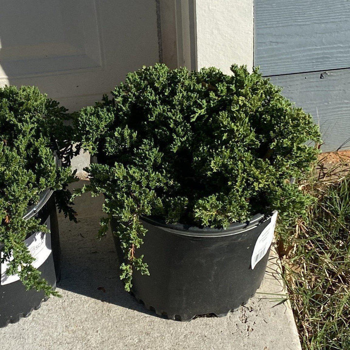 Juniperus procumbens 'Nana' ~ Enebro de jardín japonés