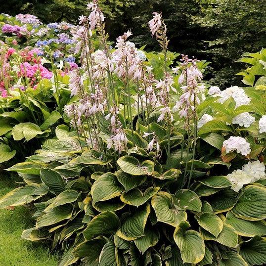 Hosta 'Earth Angel' ~ Earth Angel Hosta