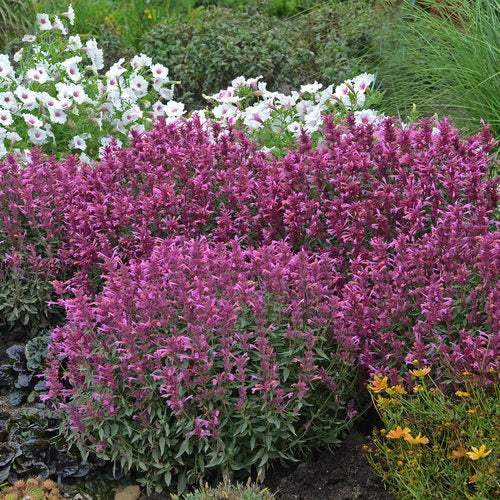 Agastache x 'Rosie Posie' ~ Rosie Posie Agastache