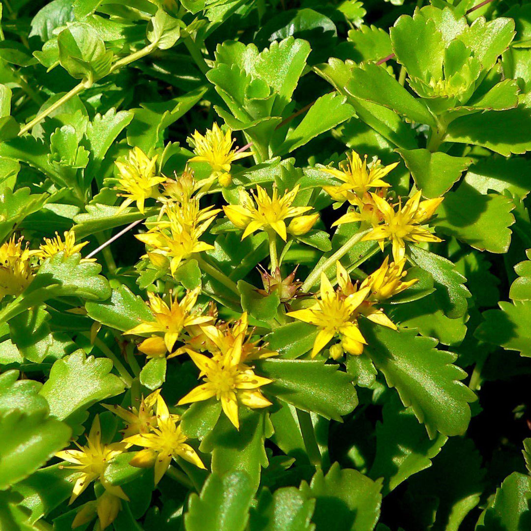 Sedum kamtschaticum ~ Russian Stonecrop