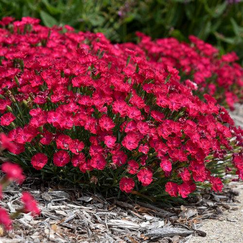 Dianthus 'Paint the Town Red' ~ Paint the Town Red Dianthus