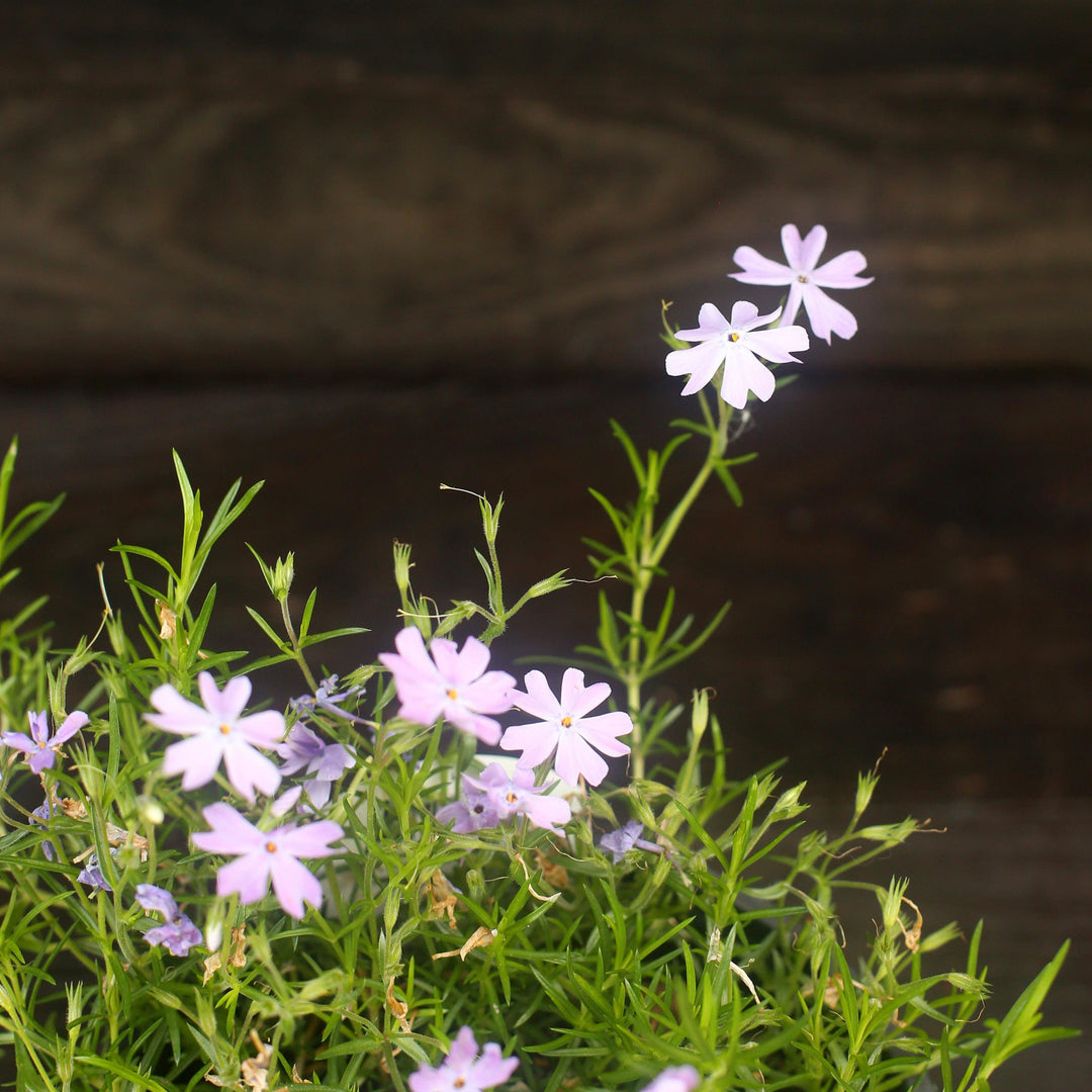 Phlox subulata 'Emerald Blue' ~ Emerald Blue Creeping Phlox