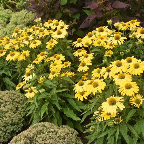 Echinacea 'Yellow My Darling' ~ Color Coded® Yellow My Darling Echinacea