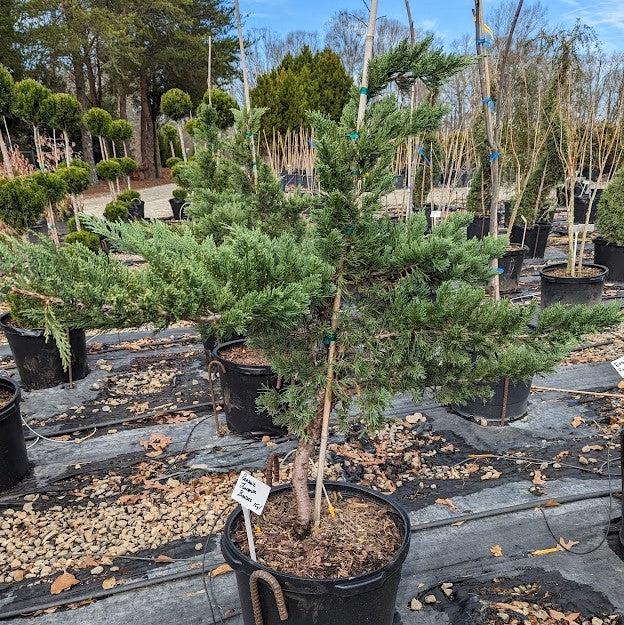 Juniperus squamata expansa 'Parsonii' ~ Enebro de Parson