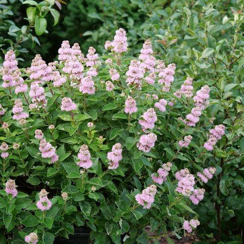 Caryopteris incana 'DCARBEYBAR' ~ Beyond Pink'd® Bluebeard