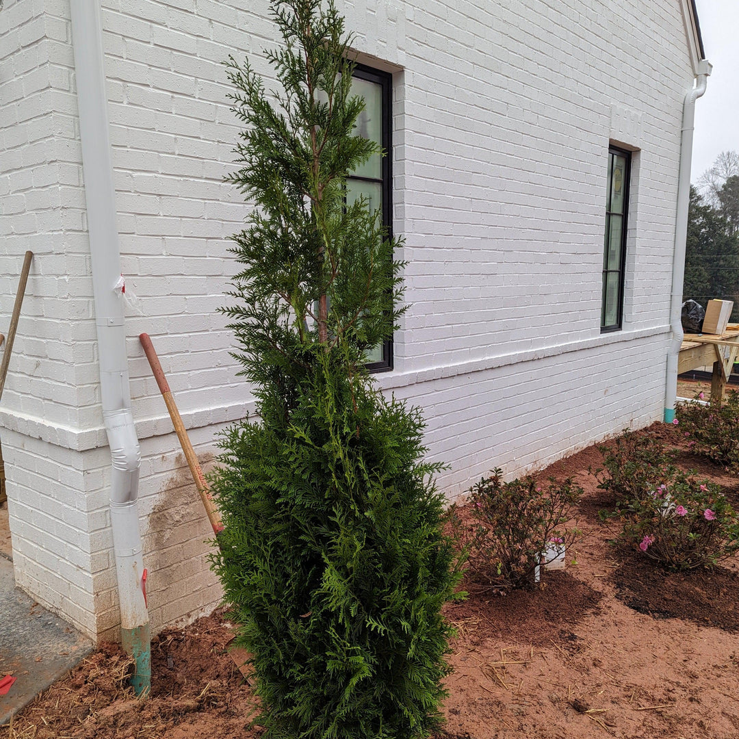 Thuja x 'Steeplechase' ~ Carrera de obstáculos Arborvitae