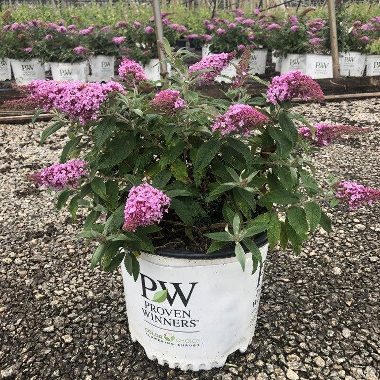 Buddleia davidii 'Pugster Pink' ~ Pugster Pink® Dwarf Butterfly Bush