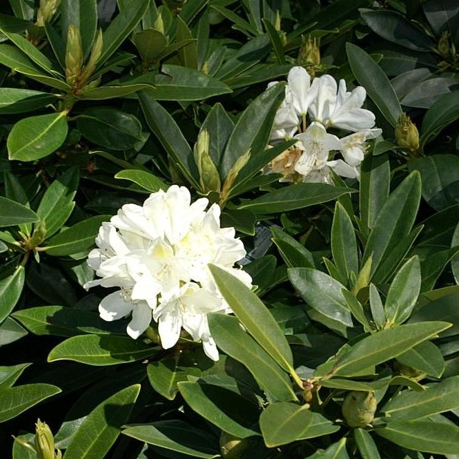 Rododendro catawbiense 'Chionoides' ~ Chionoides Rododendro