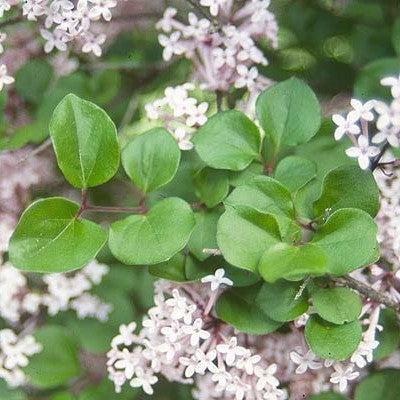 Syringa meyeri 'Palibin' ~ Palibin Korean Lilac