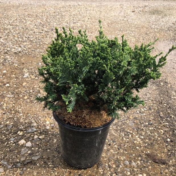 Juniperus squamata expansa 'Parsonii' ~ Enebro de Parson