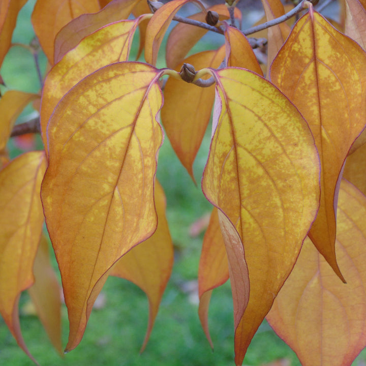 Cornus kousa var. chinensis 'Milky Way' ~ Milky Way Chinese Dogwood