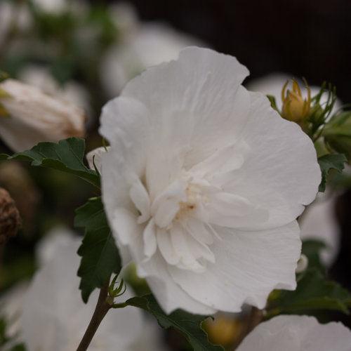 Hibiscus syriacus 'Notwoodtwo' ~ White Chiffon® Rose of Sharon