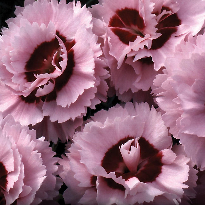 Dianthus x 'Devon Yolande' ~ Scent First® Raspberry Surprise Dianthus