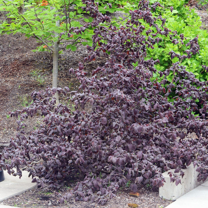 Corylus avellana 'Red Dragon' ~ Red Dragon Filbert