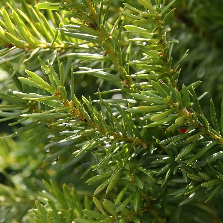 Taxus × media 'Hicksii' ~ Hick's Yew