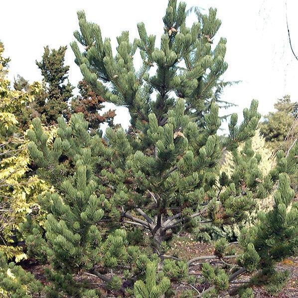Pinus nigra 'Oregon Green' ~ Oregon Green Black Pine