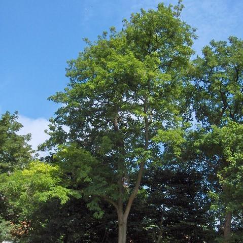 Robinia pseudoacacia ~ Black Locust