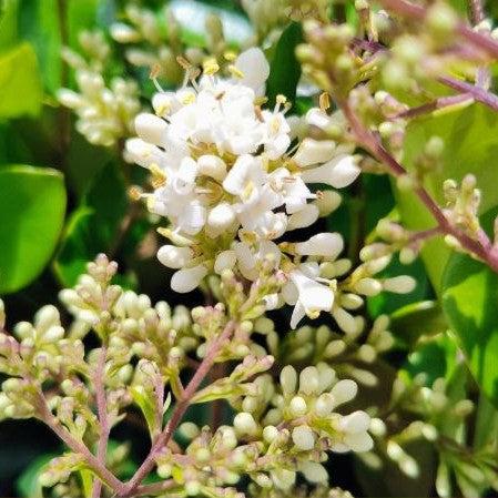 Ligustrum japonicum 'Recurvifolium' ~ Ligustrum recurvo