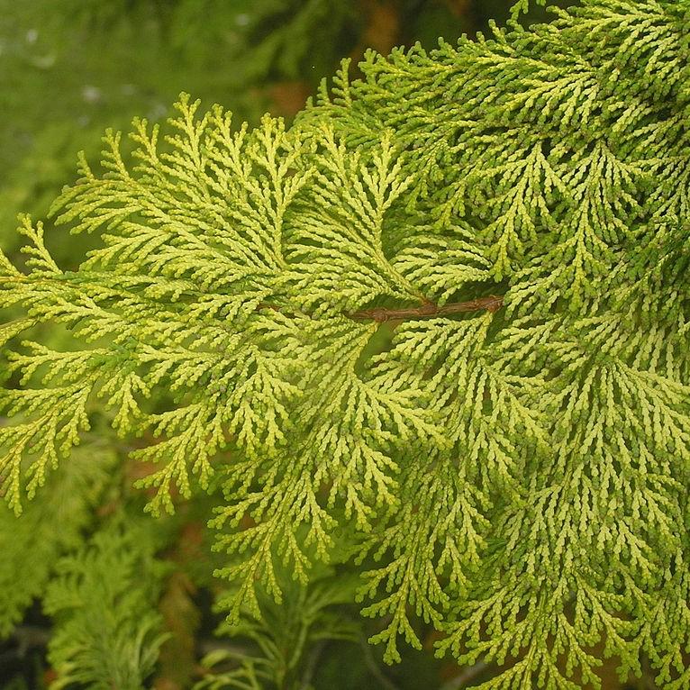 Chamaecyparis obtusa 'Crippsii' ~ Falso ciprés Hinoki dorado