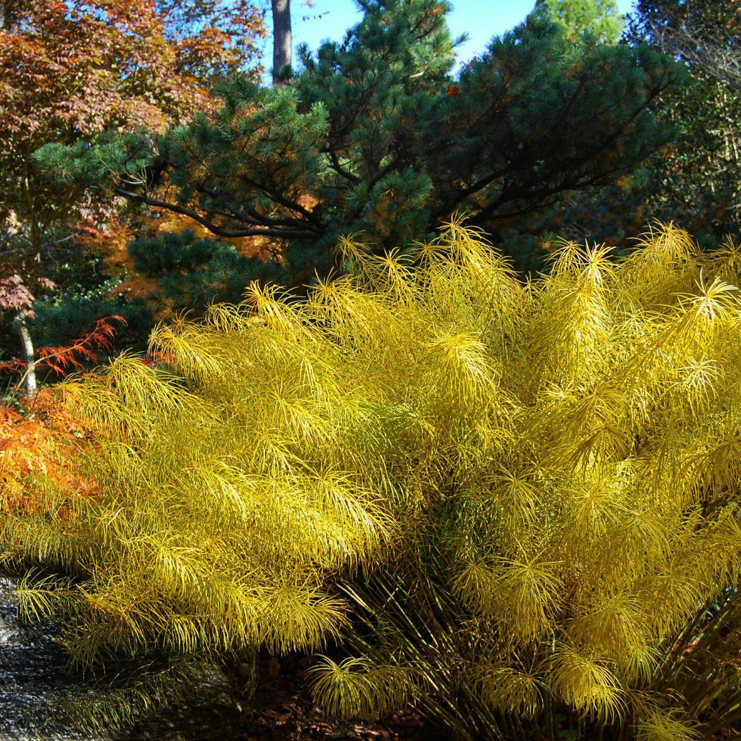 Amsonia hubrichtii ~ Threadleaf Blue Star, Arkansas Blue Star