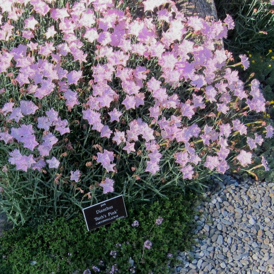 Dianthus 'Bath's Pink' ~ Bath's Pink Dianthus