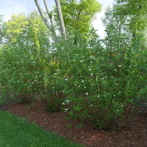 Cornus stolonifera 'Farrow' ~ Arctic Fire® Cornejo de ramita roja