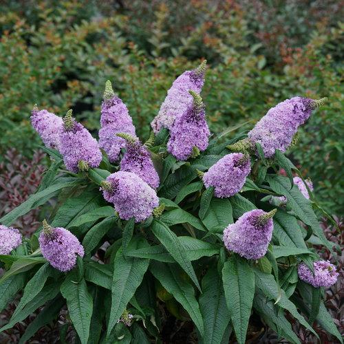 Buddleia x 'SMNBDL' ~ Arbusto de mariposa amatista Pugster®