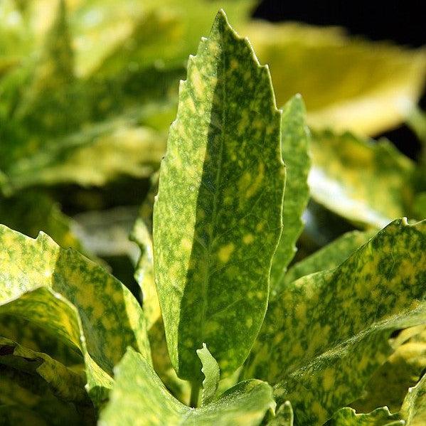 Aucuba japonica 'Mr. Goldstrike' ~ Mr. Goldstrike Aucuba