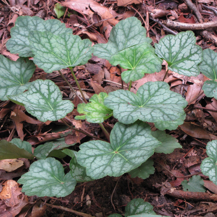 Heuchera villosa 'Berry Timeless' ~ Berry Timeless Coral Bells