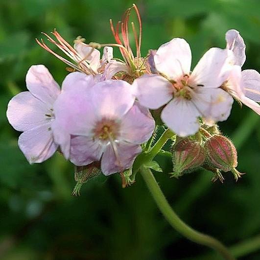 Geranium macrorrhizum 'Ingwersen's Variety' ~ Ingwersen's Variety Bigroot Cranesbill